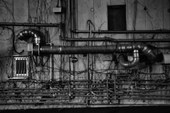 蔦と配管 蔦と配管