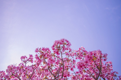 Cherry blossom