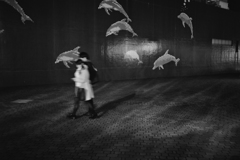 walking with dolphins