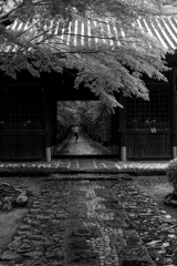 秋雨