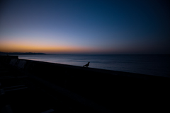 アサヒング(R) 待ち