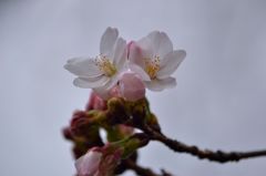 桜の開花