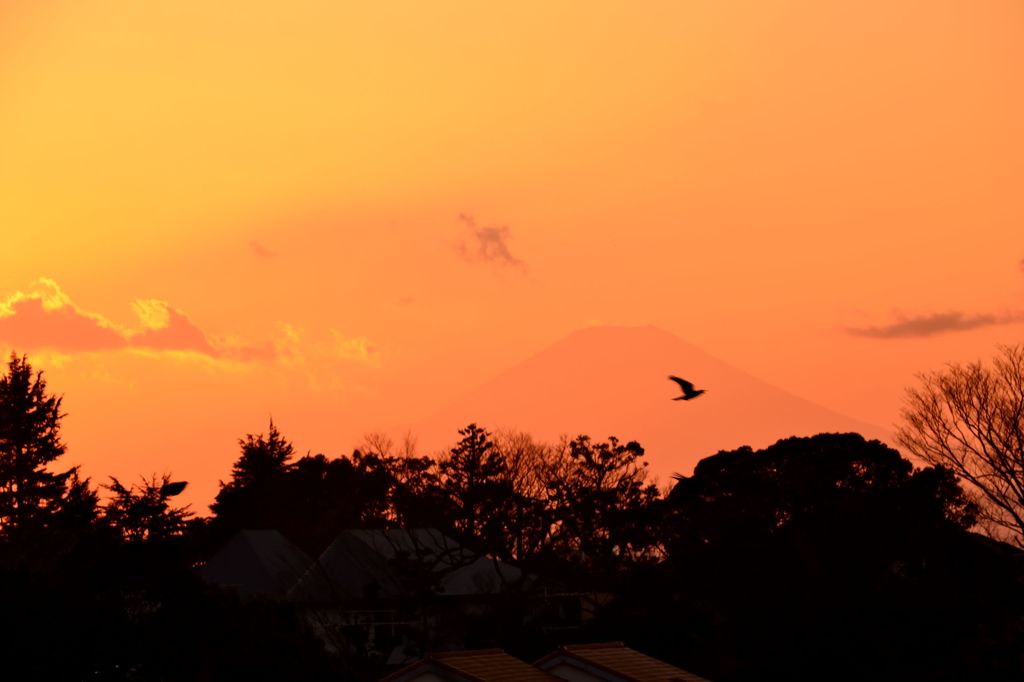 外国人墓地からの富士の夕景