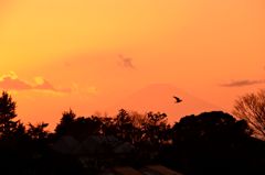 外国人墓地からの富士の夕景
