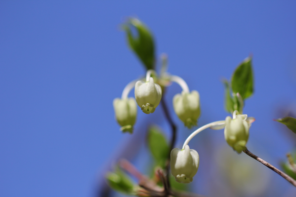 どうだんつつじの花