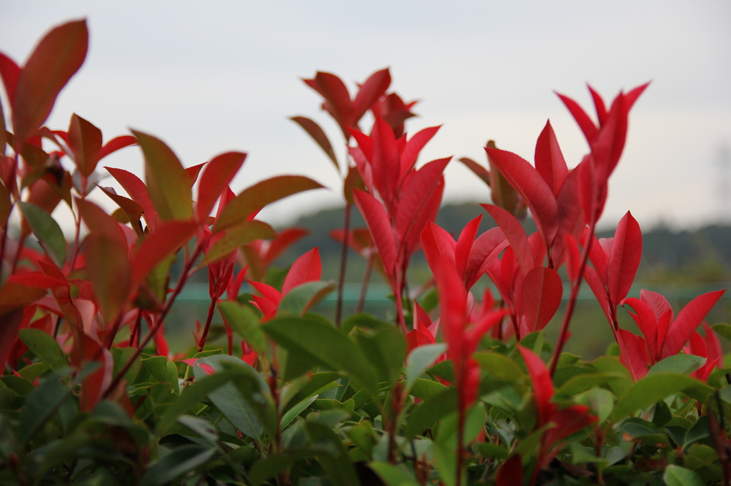 秋色が降りてきた