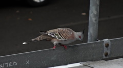 これもかんむり鳩？