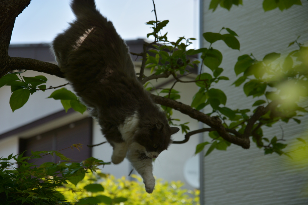 太ってるね家の猫