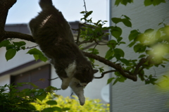 太ってるね家の猫