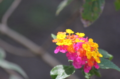 南国の花