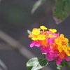 南国の花