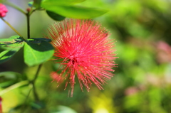 ウニみたいな南国の花