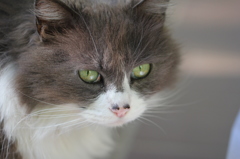 家の猫