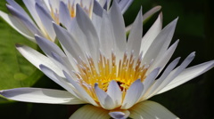この花好きなんです