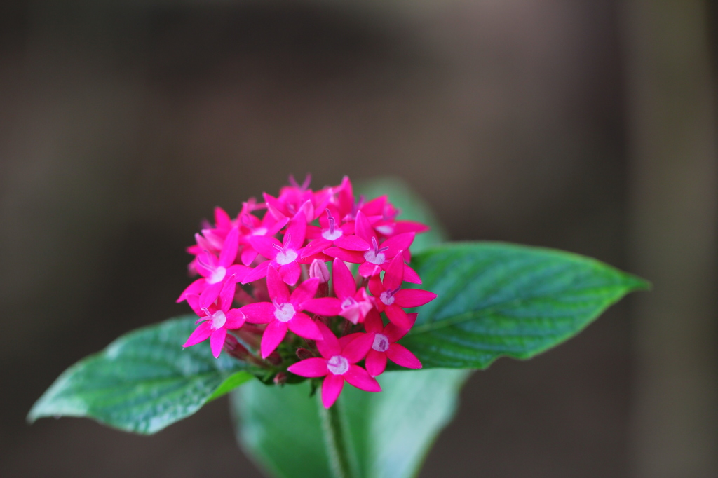 南国の花