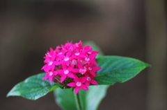 南国の花