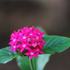 南国の花