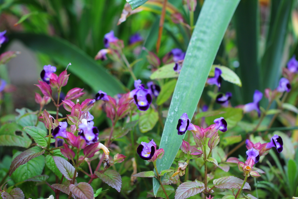 きれいな花です