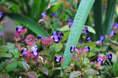 きれいな花です