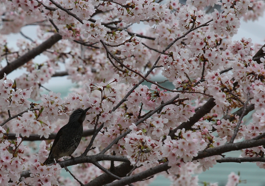 桜の蜜は甘い？