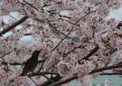 桜の蜜は甘い？