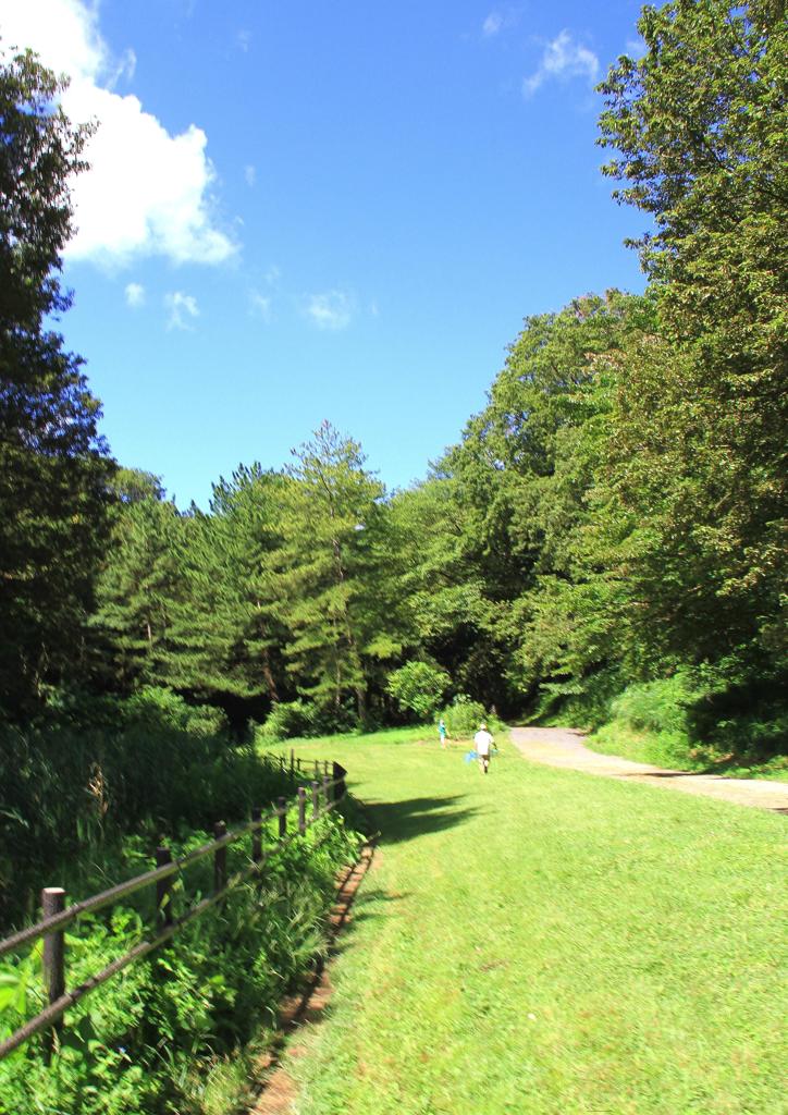 夏の大池公園