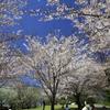 桜満開