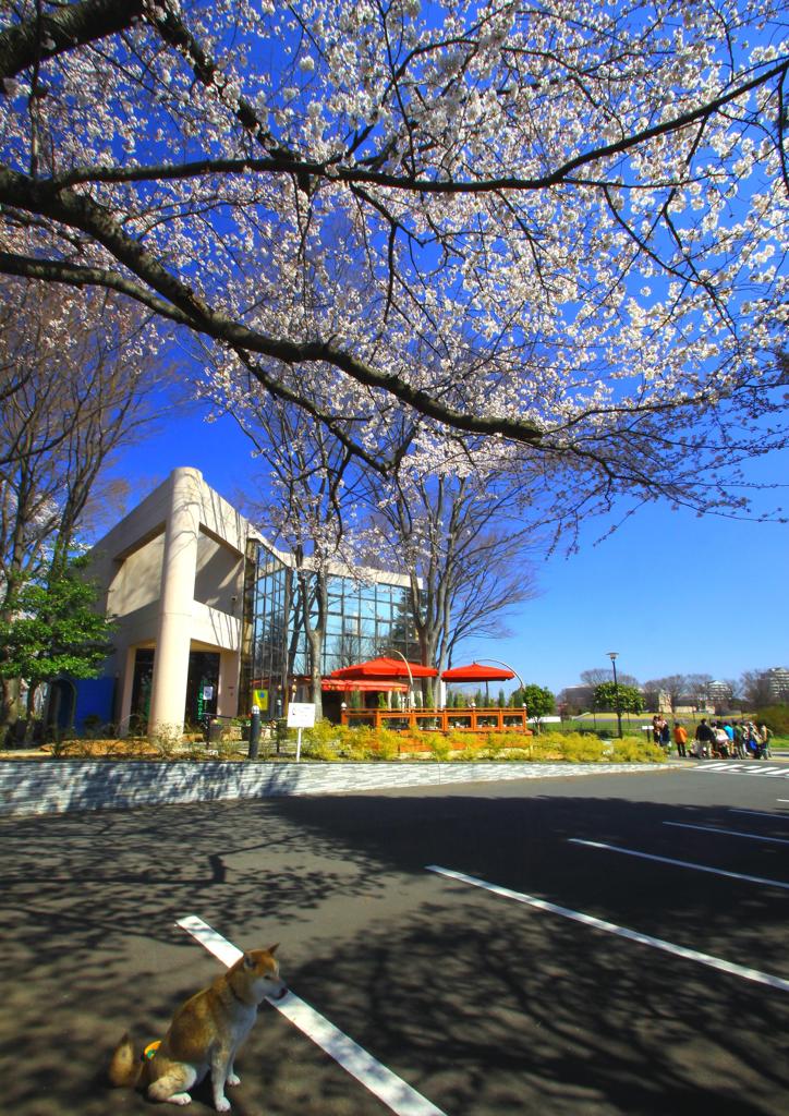 保土ヶ谷公園の桜