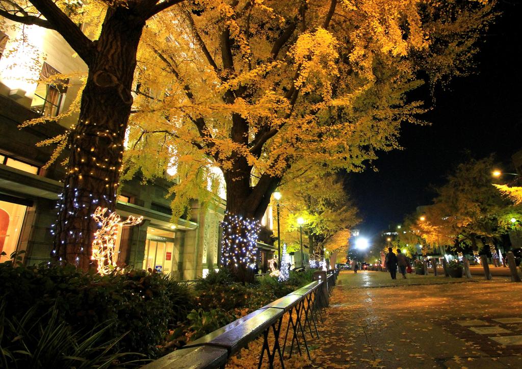 晩秋の日本大通り