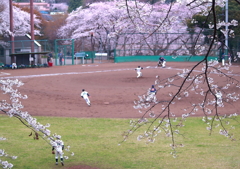 桜に囲まれて！