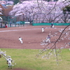 桜に囲まれて！