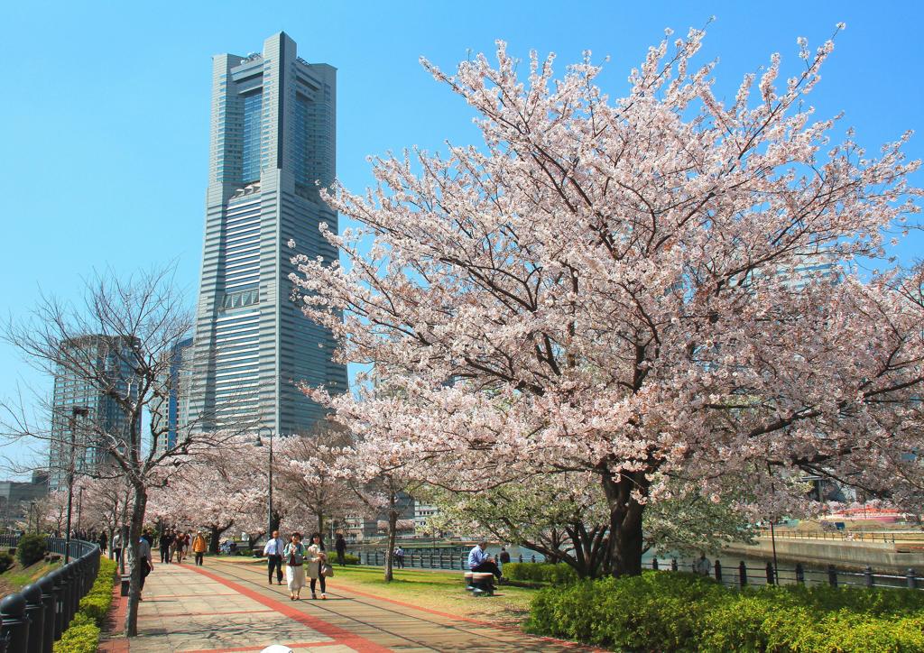 汽車道の桜