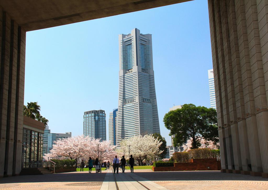 汽車道と桜