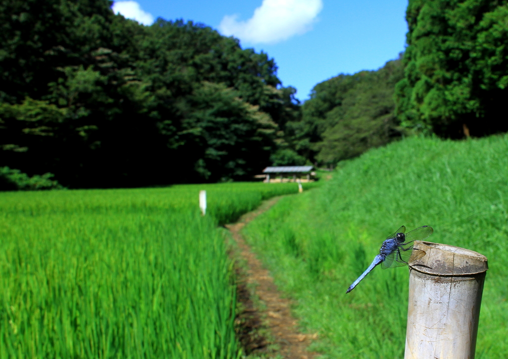 懐かしい風景
