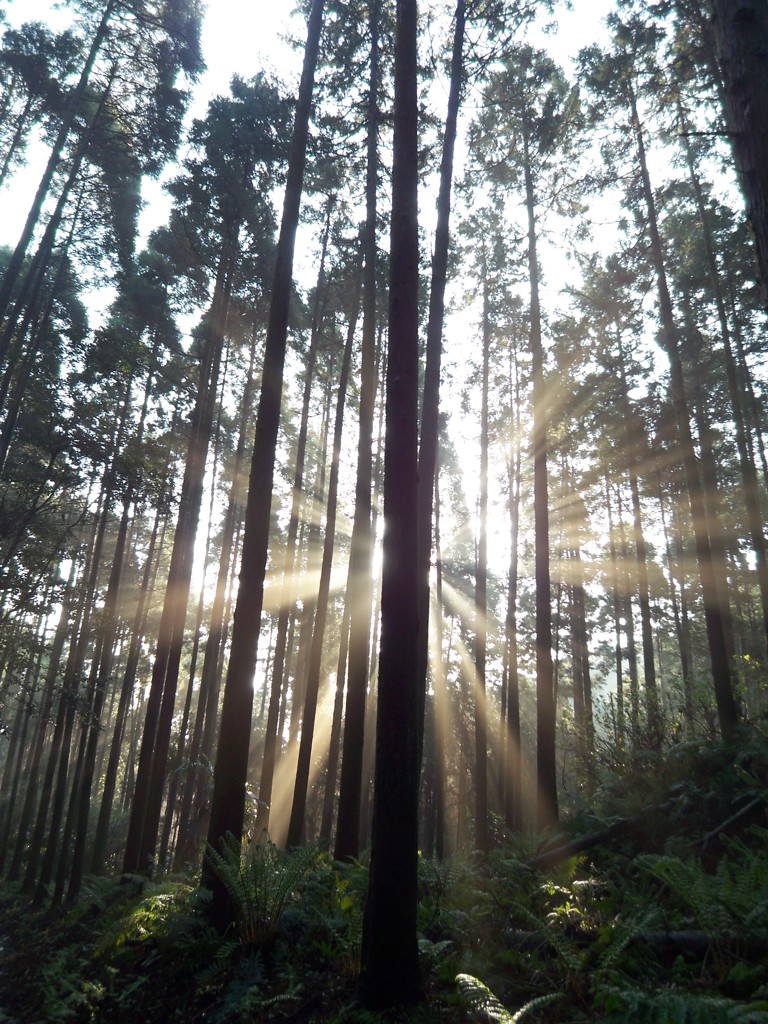 crystal forest