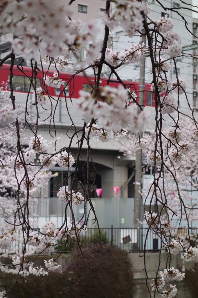 桜が降る