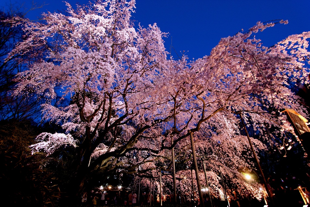 桜、降り注ぐ