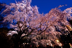 桜、降り注ぐ