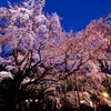 桜、降り注ぐ