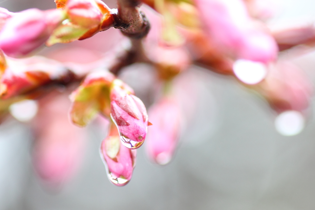 十勝の桜