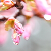 十勝の桜