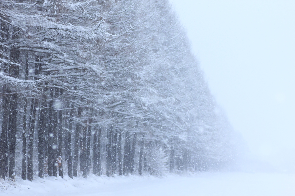 粉雪