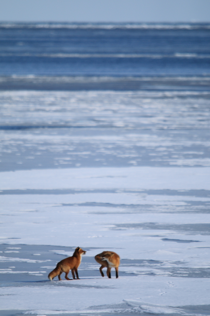 Redfox on drift ice!!!