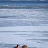 Redfox on drift ice!!!