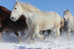 爆走～馬の雪中運動～Ⅳ