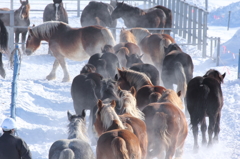 爆走～馬の雪中運動～Ⅴ