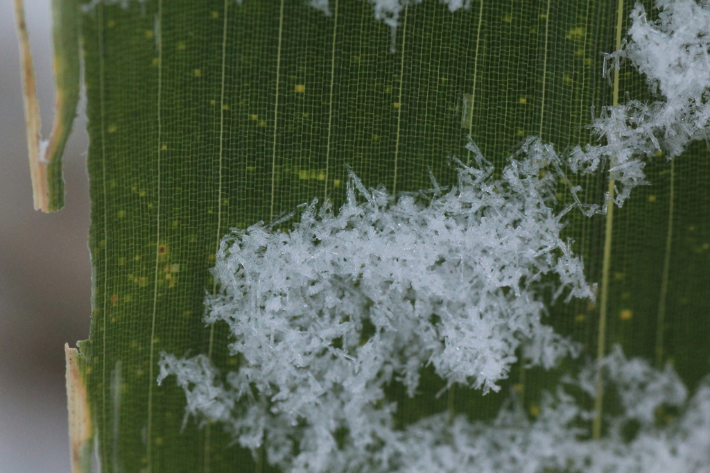 笹葉上雪