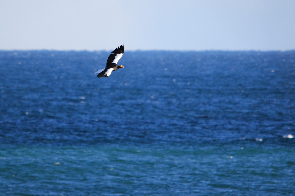 Steller's sea eagle