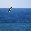 Steller's sea eagle