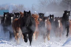 爆走～馬の雪中運動～Ⅲ
